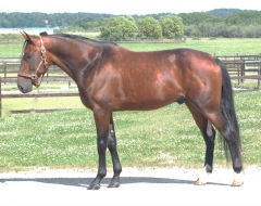 Toreador 160708